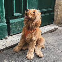 FURLOU Comfort Harness — Terracotta