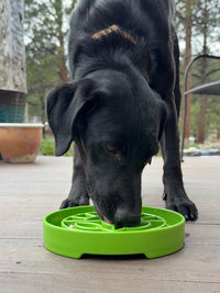 SodaPup Garden Slow Feeder Tray