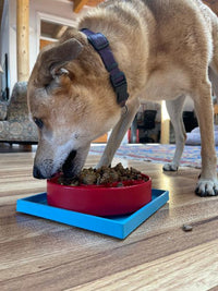 Hold 'em Suction Cup Holder for Dog Bowls & Lick Mats | USA Made