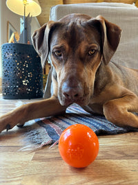 Squeak Ball - Durable Squeaky Dog Toy, Floats, Chew Toy | USA Made