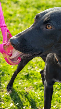 SodaPup eStick Handheld Lick Toy