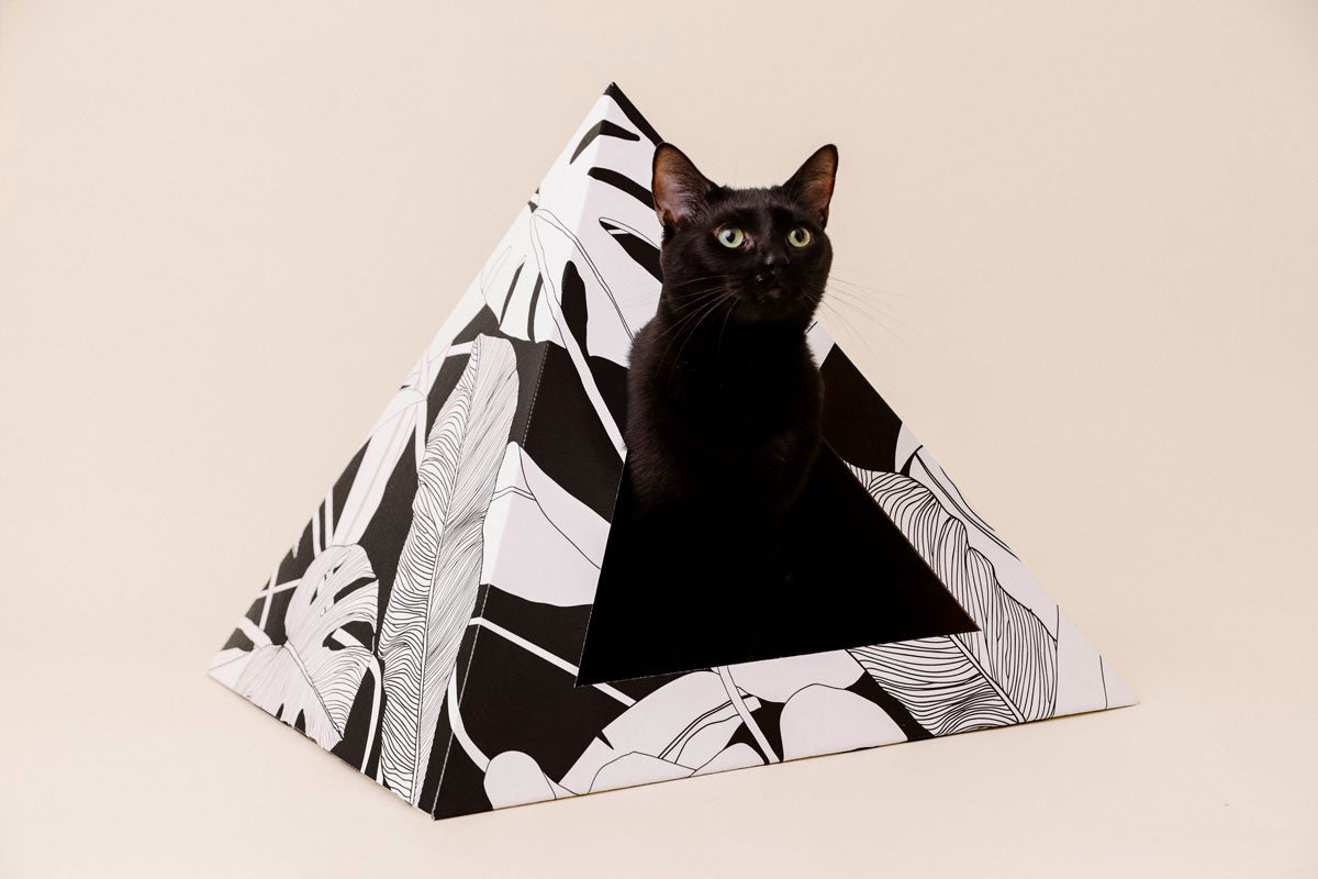 'Dark Paradise' Cardboard Cat Pyramid