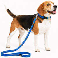 Pet Life Advent Reflective Collar & Leash Set