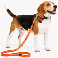 Pet Life Advent Reflective Collar & Leash Set