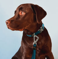 Pet Life Escapade Collar & Leash Set