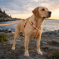 Pet Life Escapade Harness & Leash Set