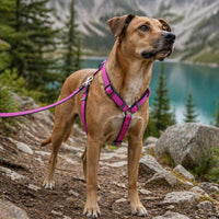 Pet Life Escapade Harness & Leash Set