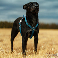 Pet Life Escapade Harness & Leash Set