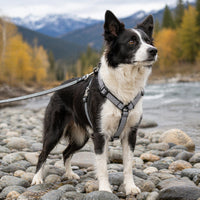 Pet Life Escapade Harness & Leash Set