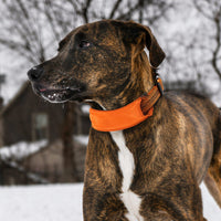Pet Life Geo-prene Padded Collar & Leash Set