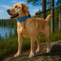 Pet Life Geo-prene Padded Collar & Leash Set