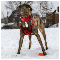 Pet Life Geo-prene Padded Harness & Leash Set