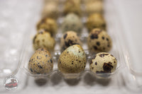 Freeze-Dried Raw Quail Eggs for Dogs & Cats: Whole Egg, Bulk Sizes
