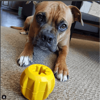 SodaPup Gear Chew Holder