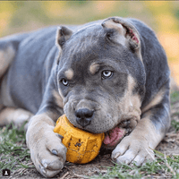 SodaPup Gear Chew Holder