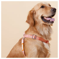 Touchdog Macaron Harness & Leash Set