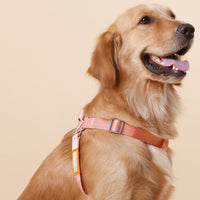 Touchdog Macaron Harness & Leash Set