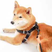 Touchdog Macaron Harness & Leash Set