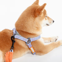 Touchdog Macaron Harness & Leash Set