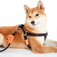 Touchdog Macaron Harness & Leash Set